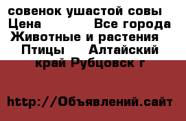 совенок ушастой совы › Цена ­ 5 000 - Все города Животные и растения » Птицы   . Алтайский край,Рубцовск г.